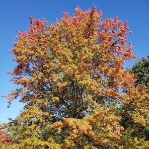 Meet your Posher, Genevieve